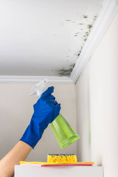 Best Health and Safety Mold Remediation in Morrow, GA